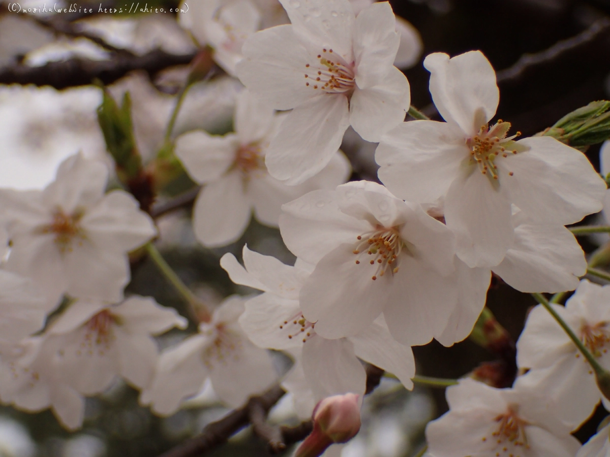 雨のち晴れの桜 - 22