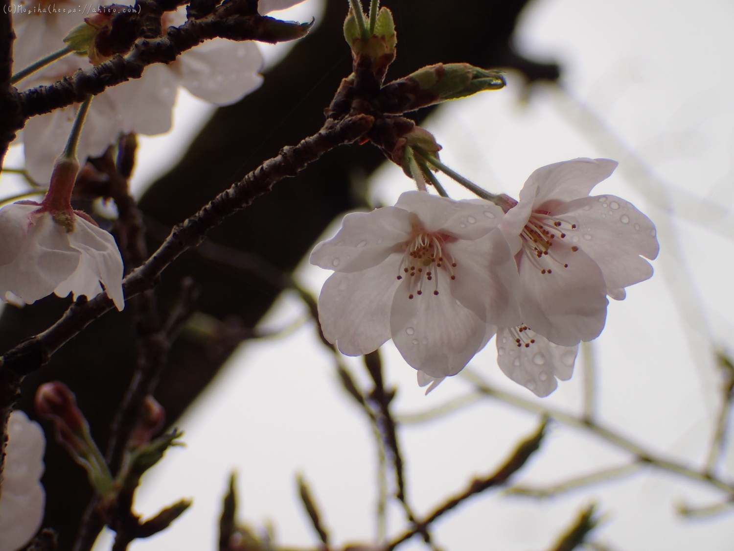 雨のち晴れの桜 - 23