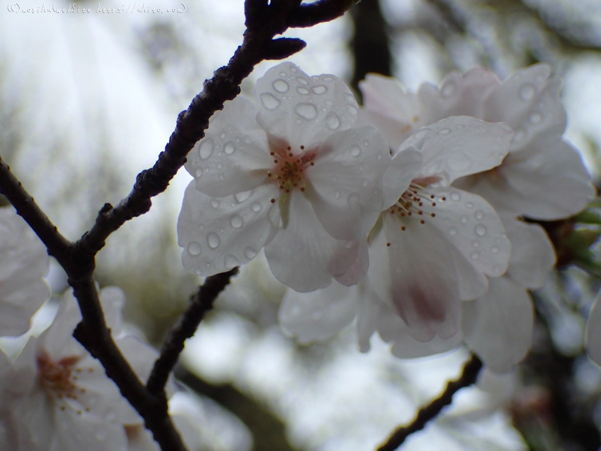 雨の中の桜 - 01