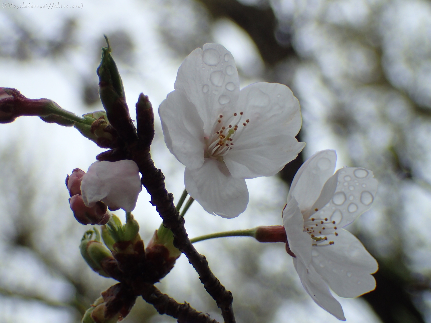 雨の中の桜 - 02
