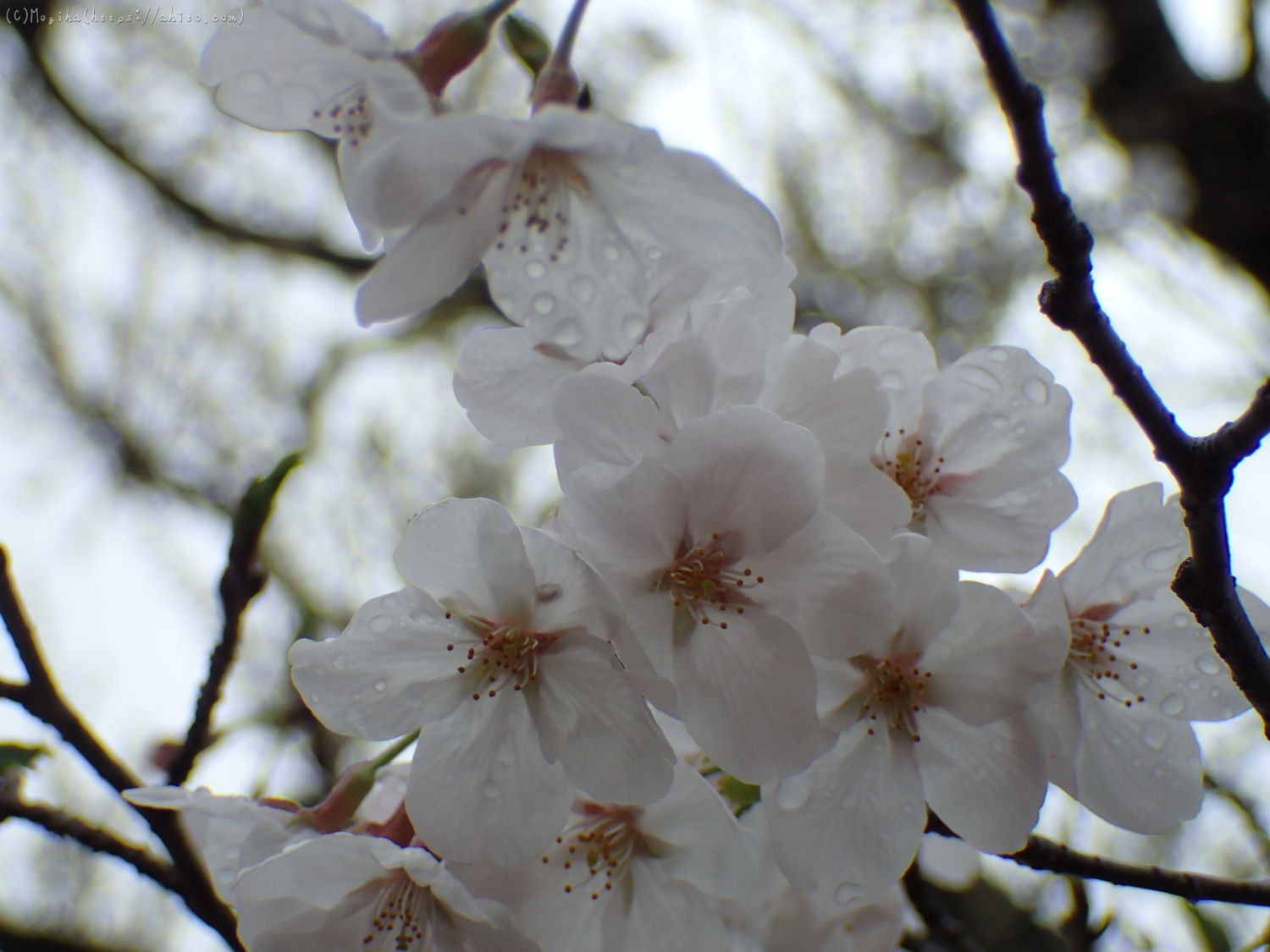 雨の中の桜 - 03