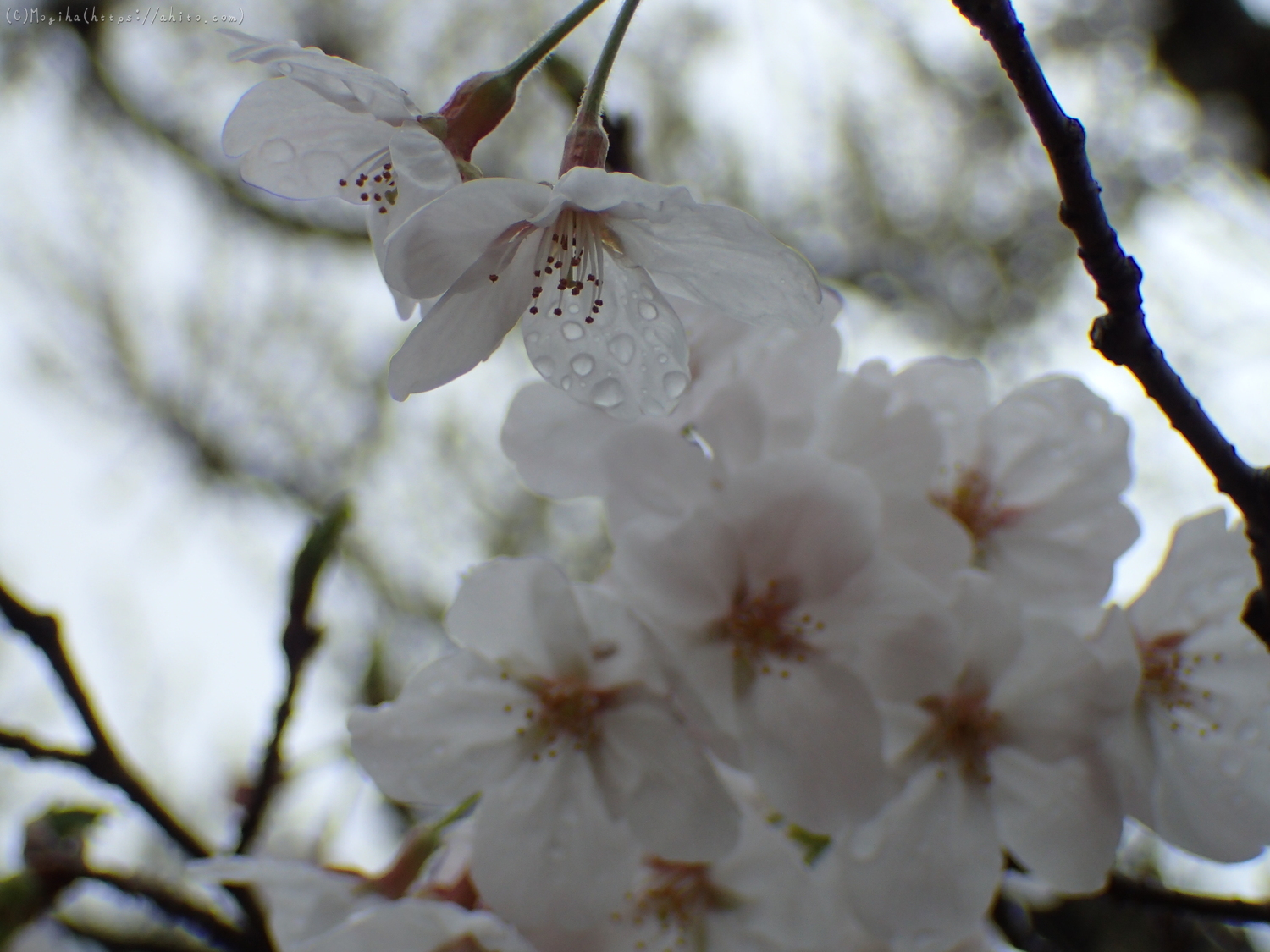 雨の中の桜 - 04
