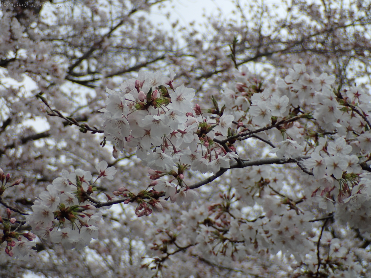 雨の中の桜 - 05