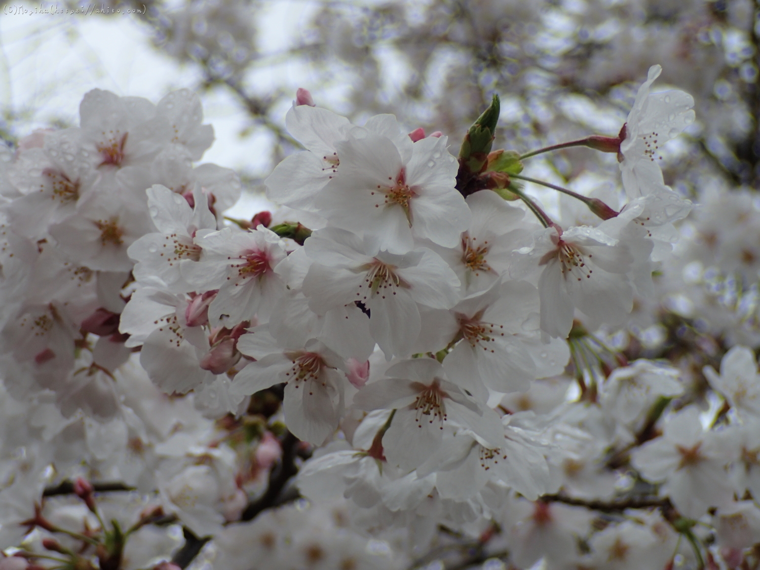 雨の中の桜 - 06