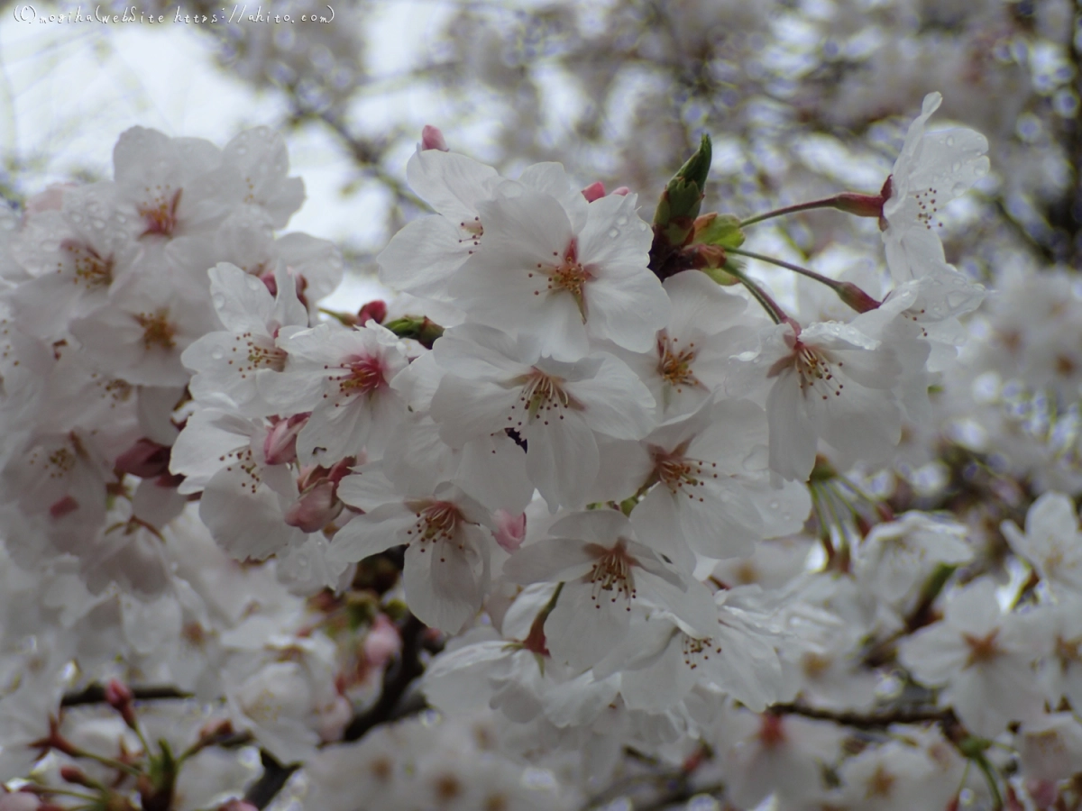 雨の中の桜 - 06