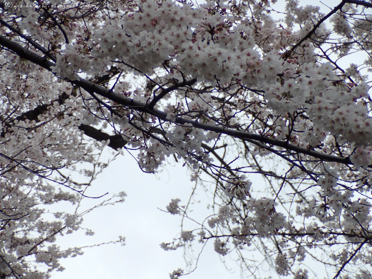 雨の中の桜 - 07