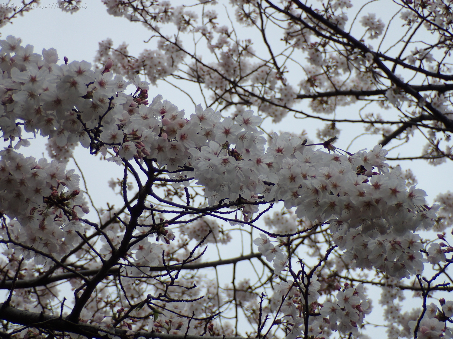 雨の中の桜 - 08