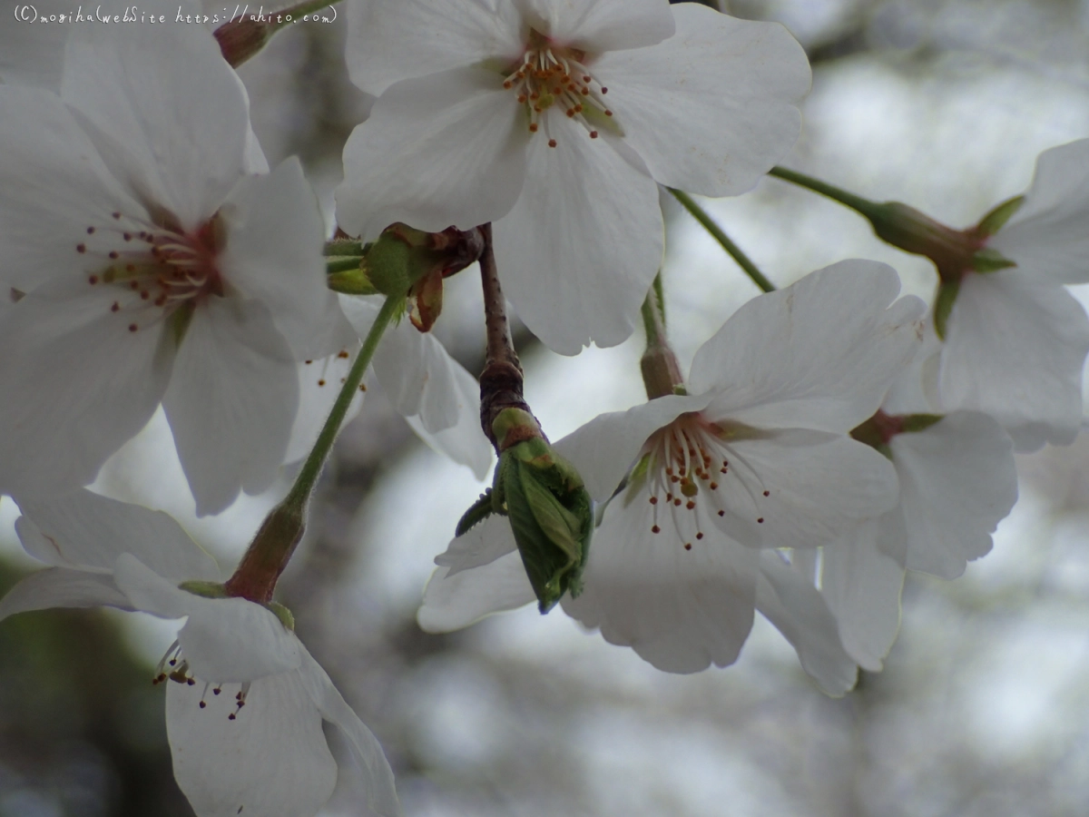 雨の中の桜 - 09