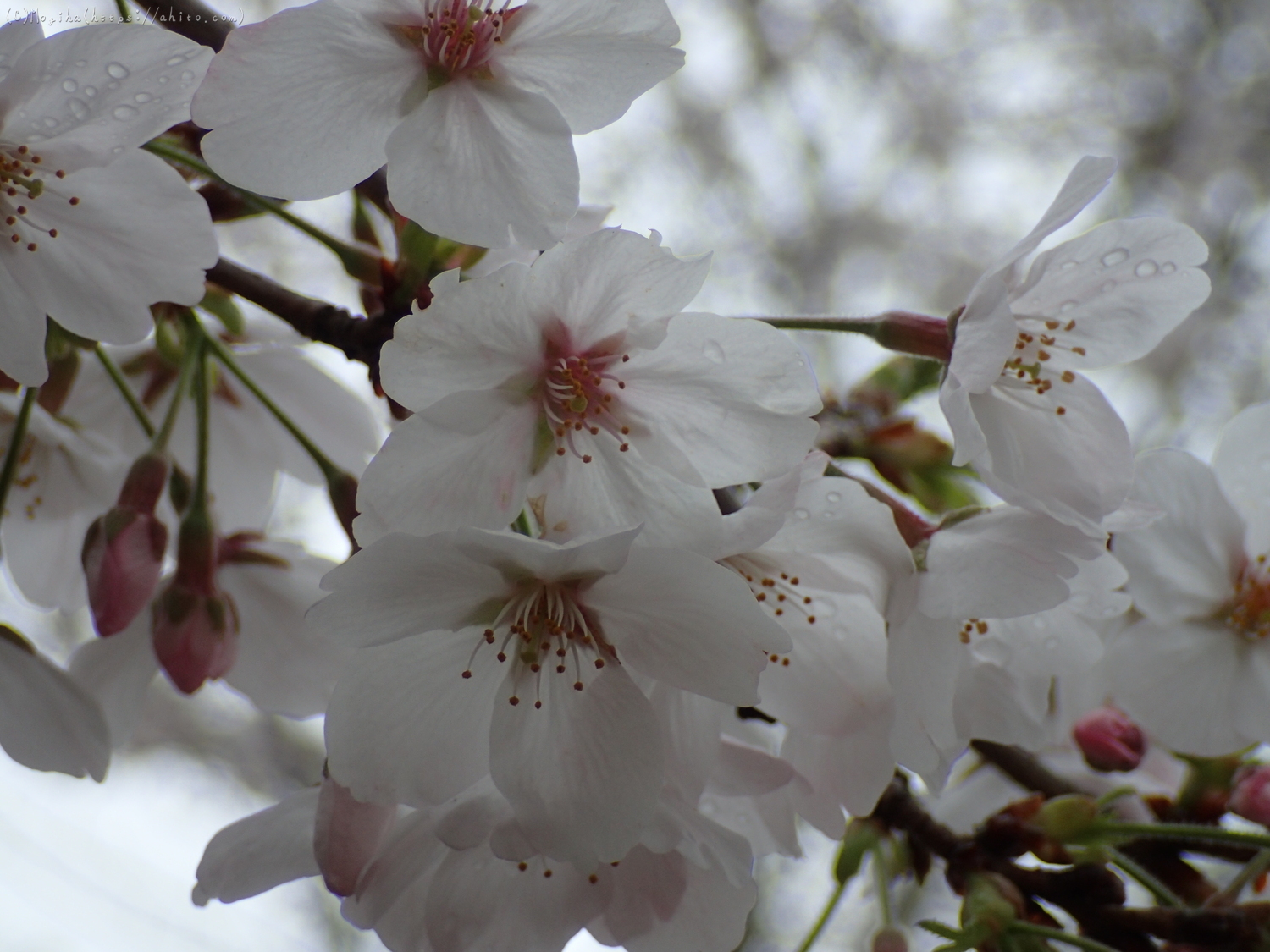 雨の中の桜 - 10