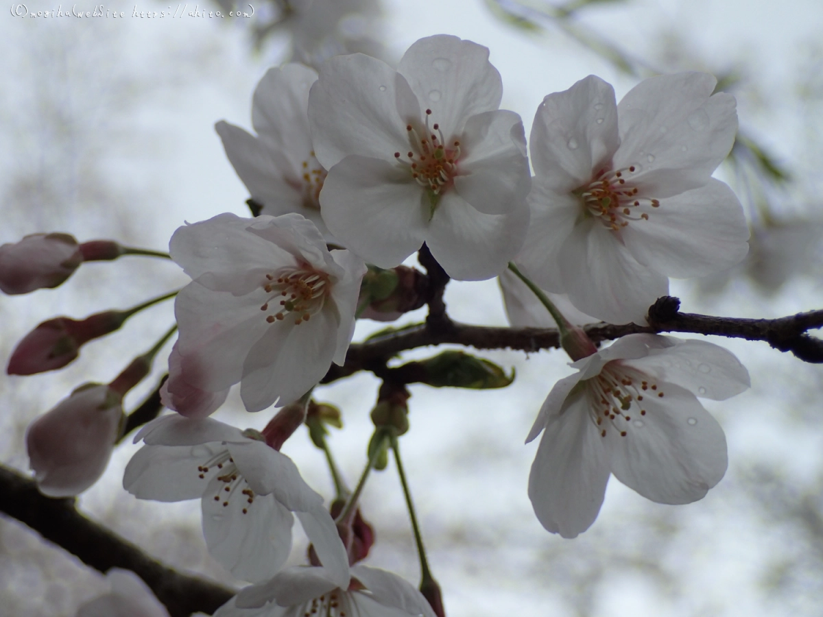 雨の中の桜 - 11