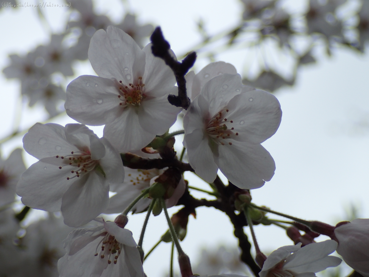 雨の中の桜 - 12