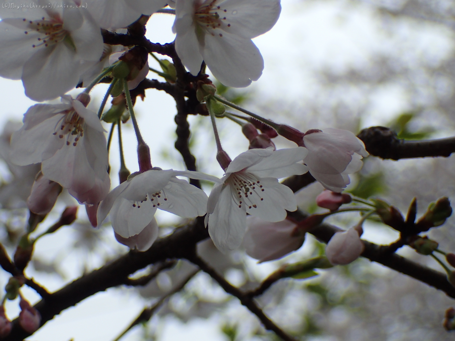 雨の中の桜 - 13