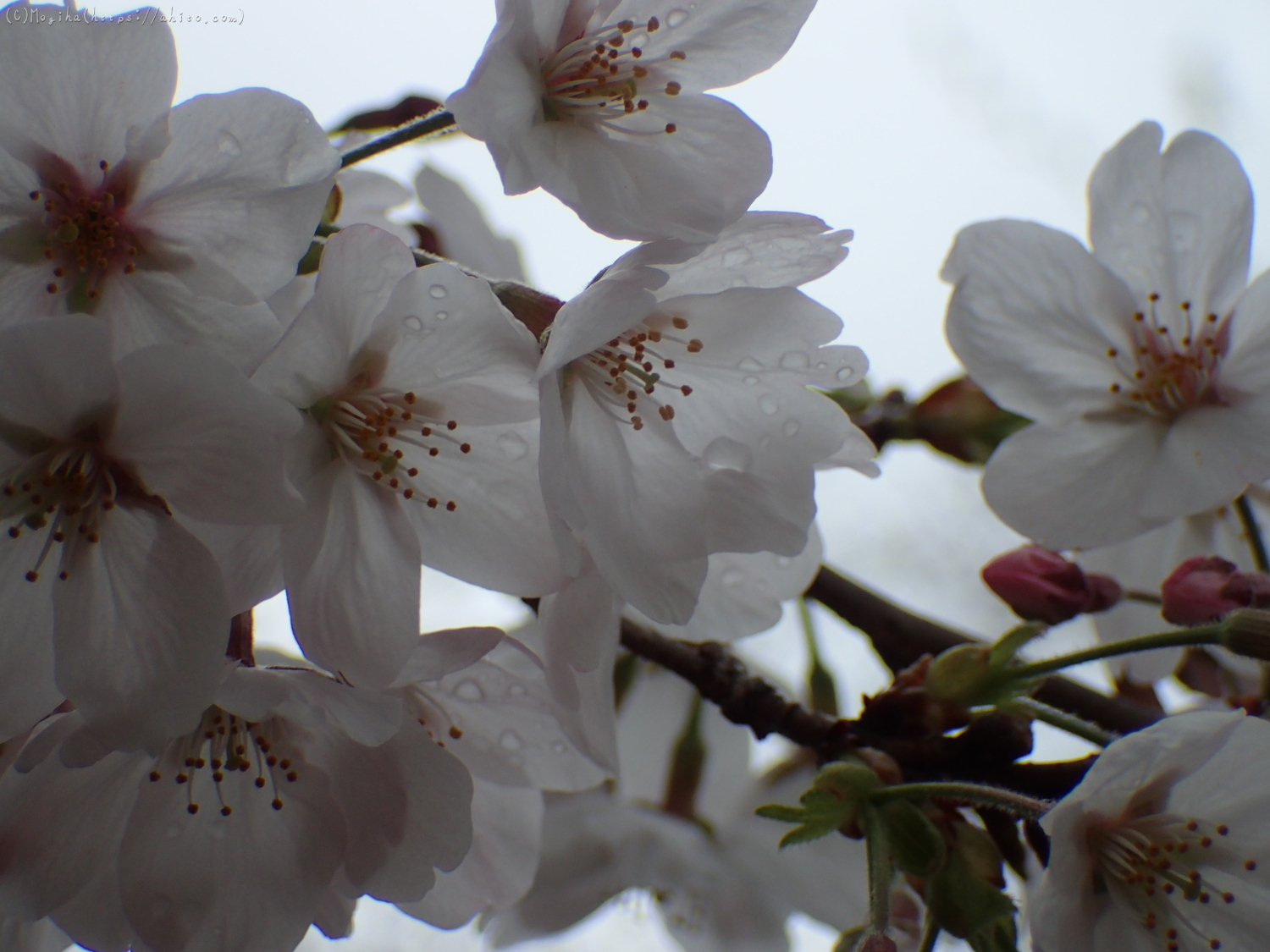 雨の中の桜 - 14