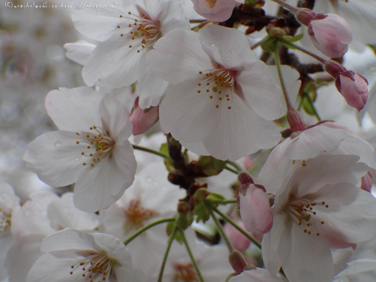 雨の中の桜 - 15