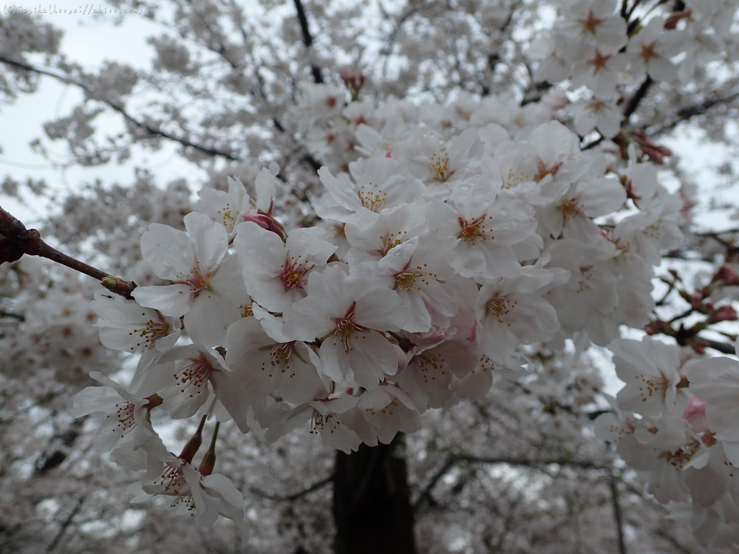 雨の中の桜 - 16