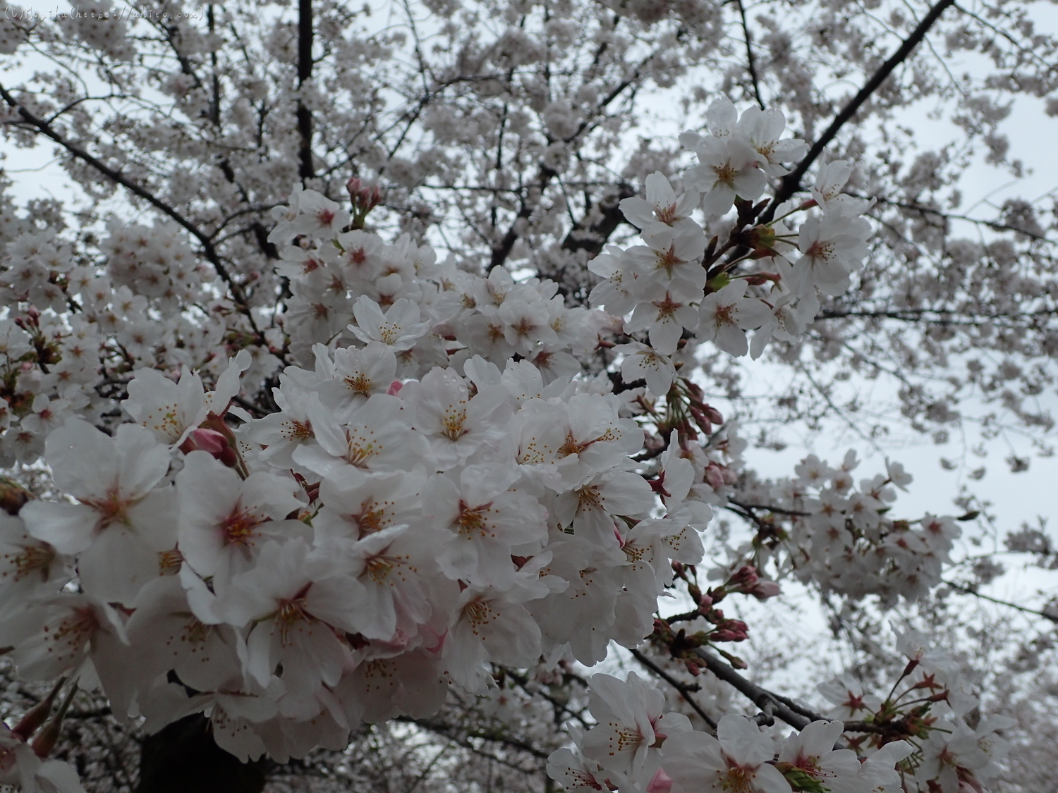 雨の中の桜 - 17
