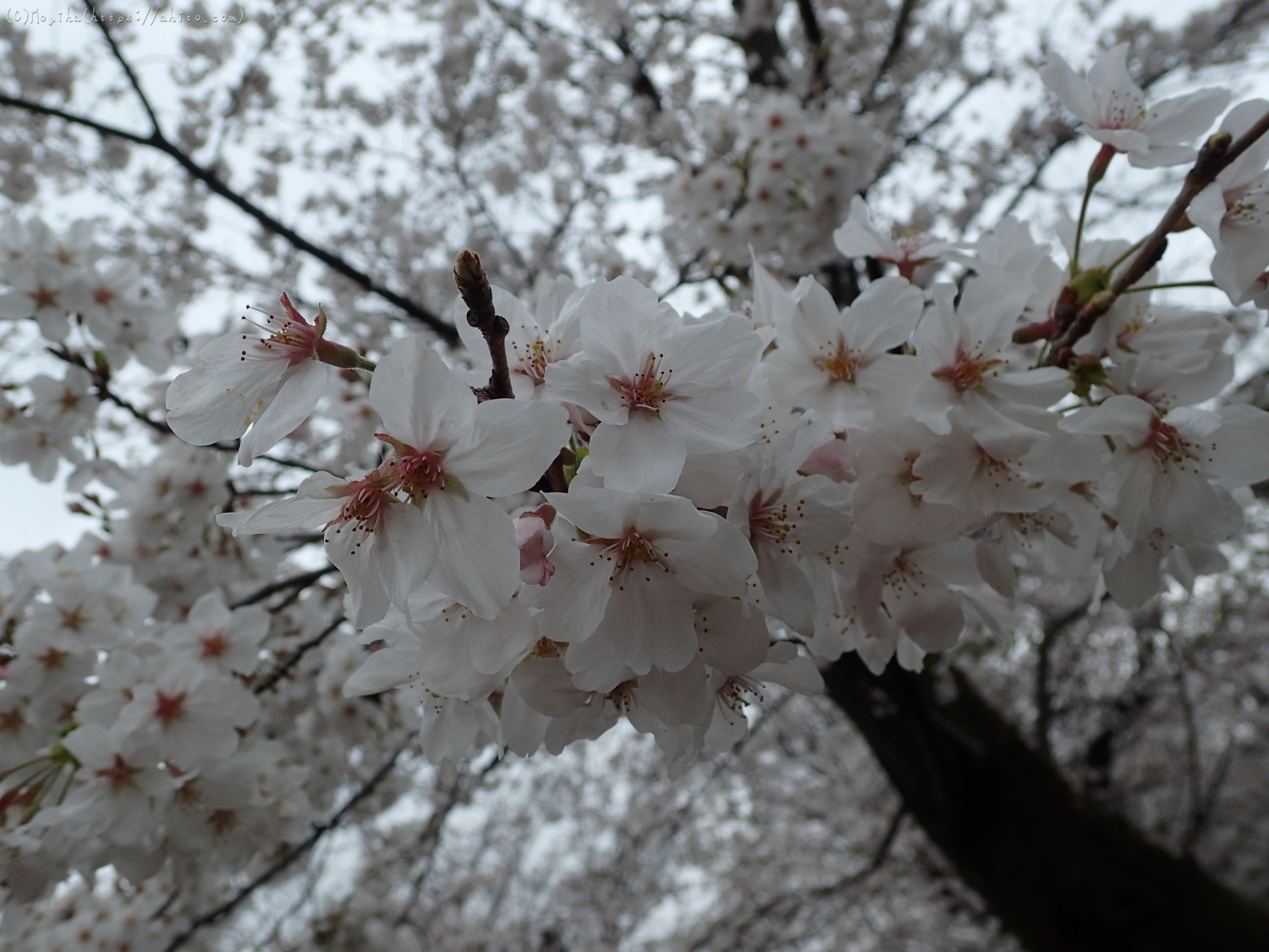 雨の中の桜 - 18