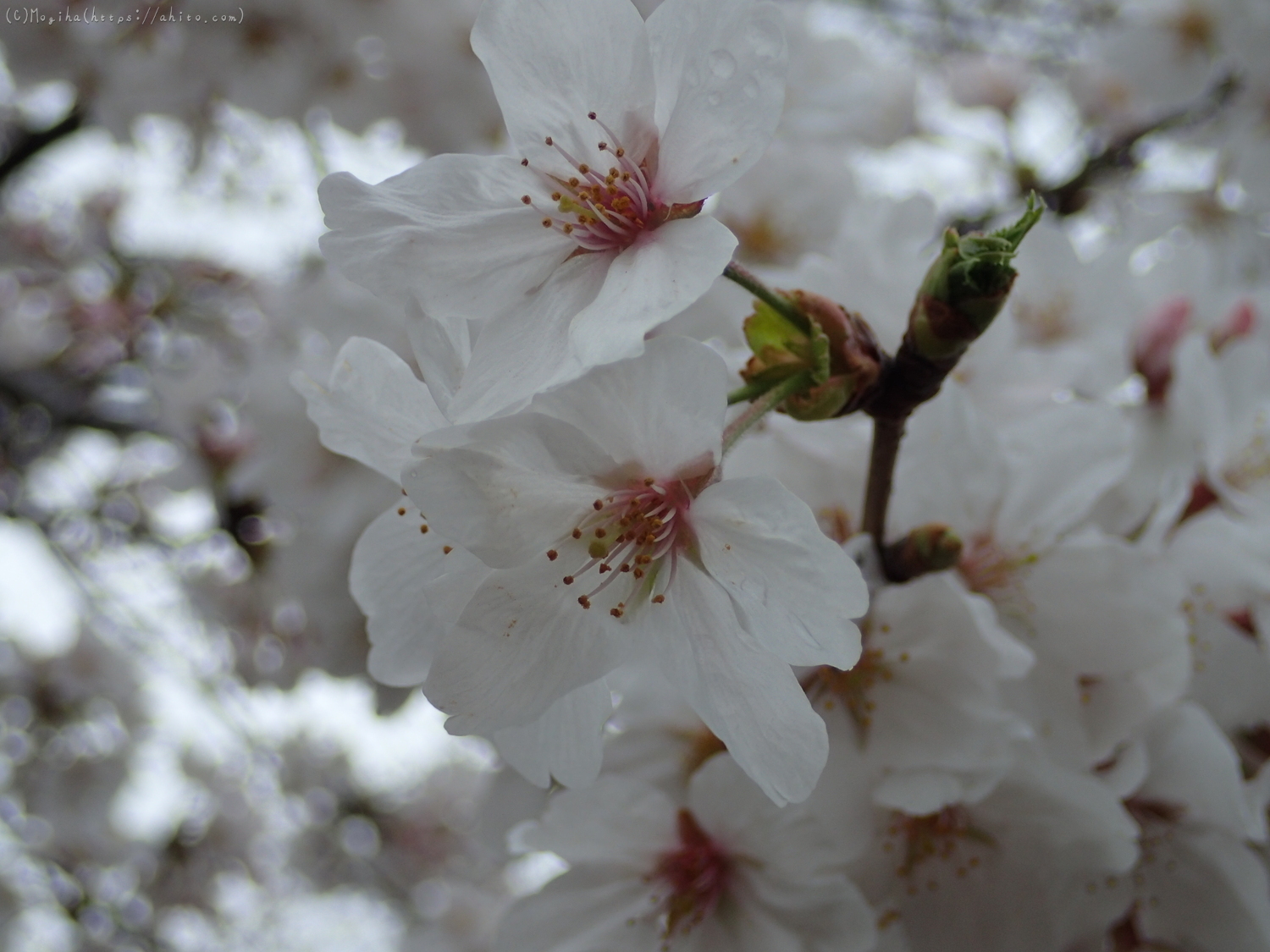 雨の中の桜 - 19