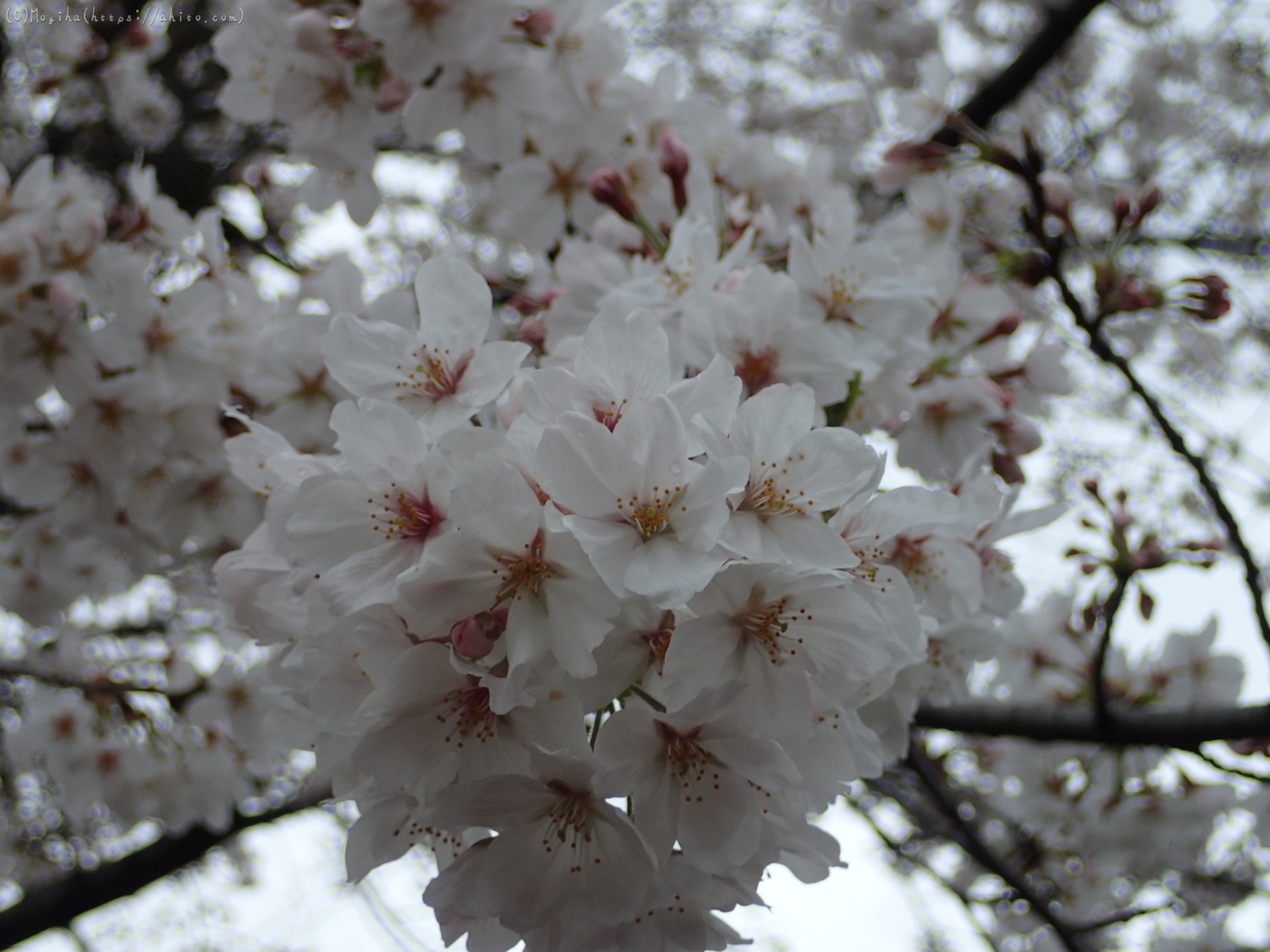 雨の中の桜 - 20