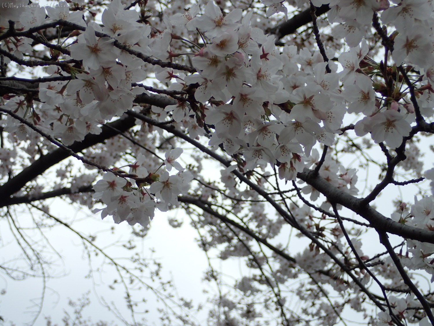 雨の中の桜 - 22