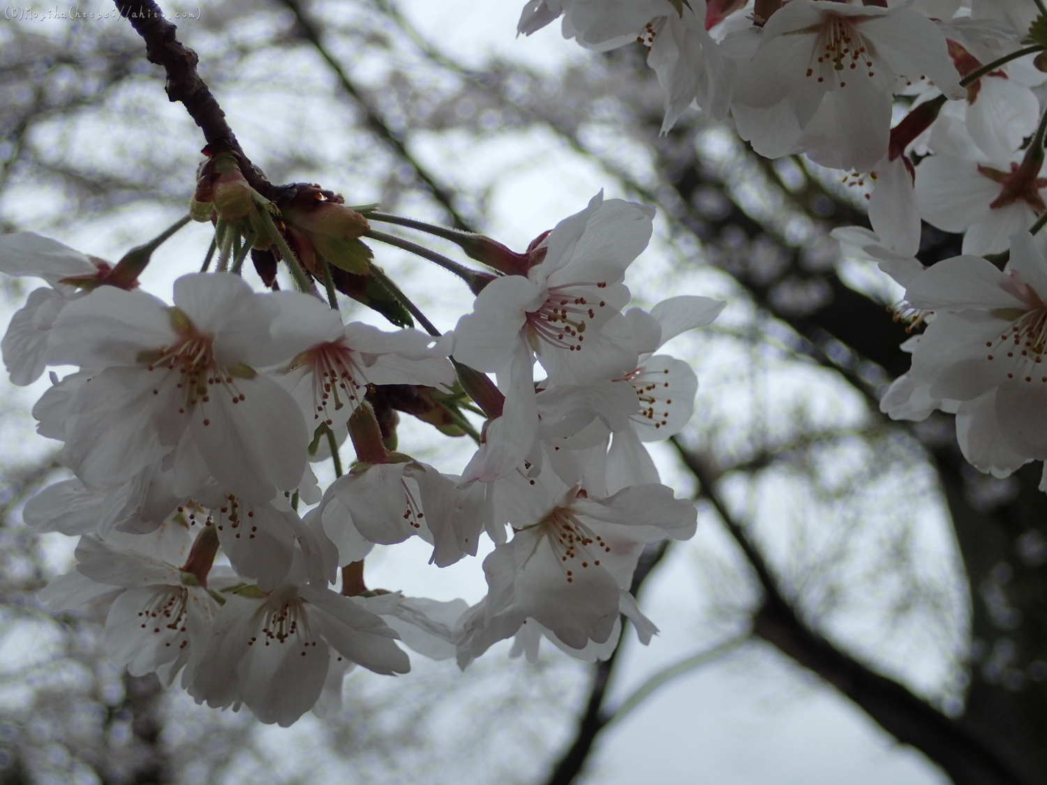 雨の中の桜 - 23