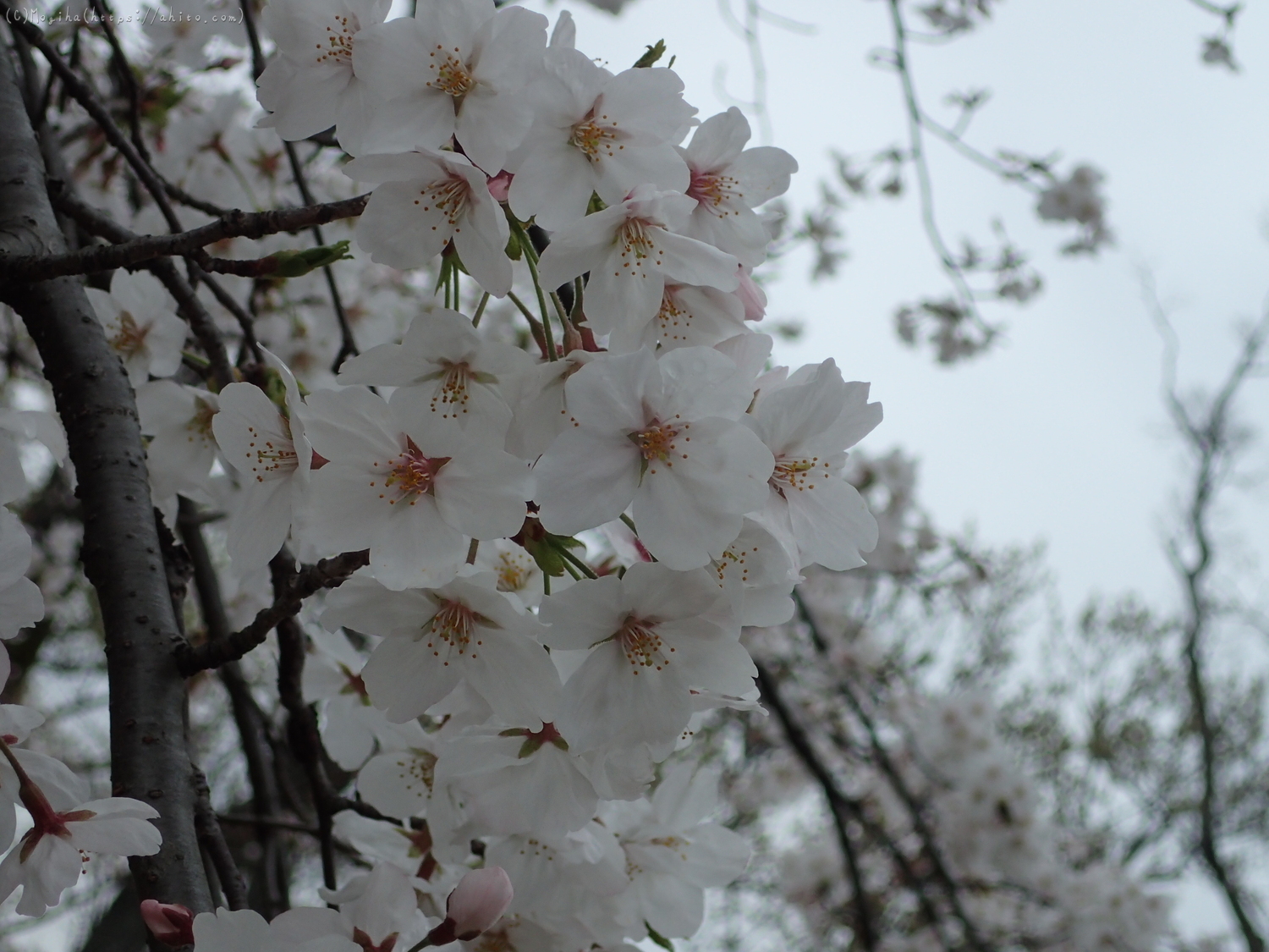 雨の中の桜 - 24