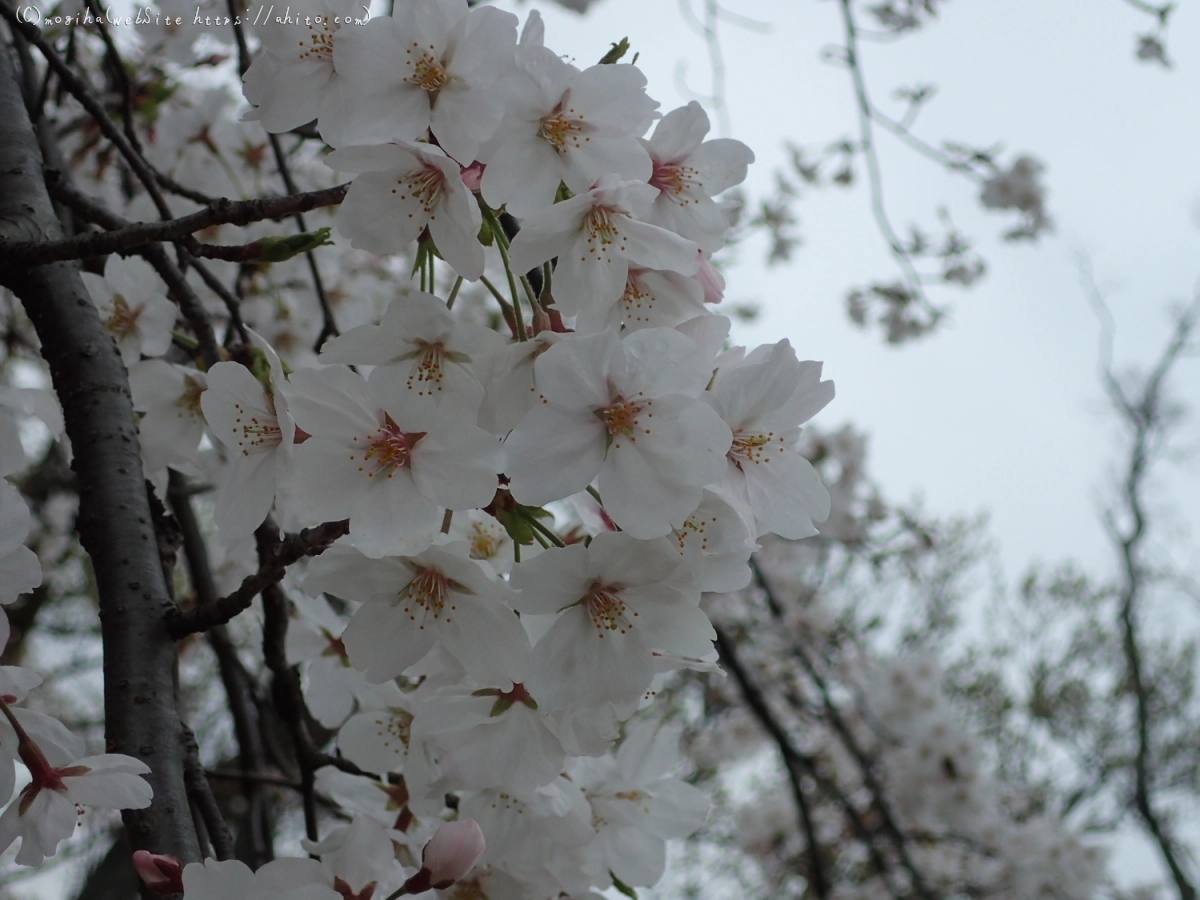 雨の中の桜 - 24