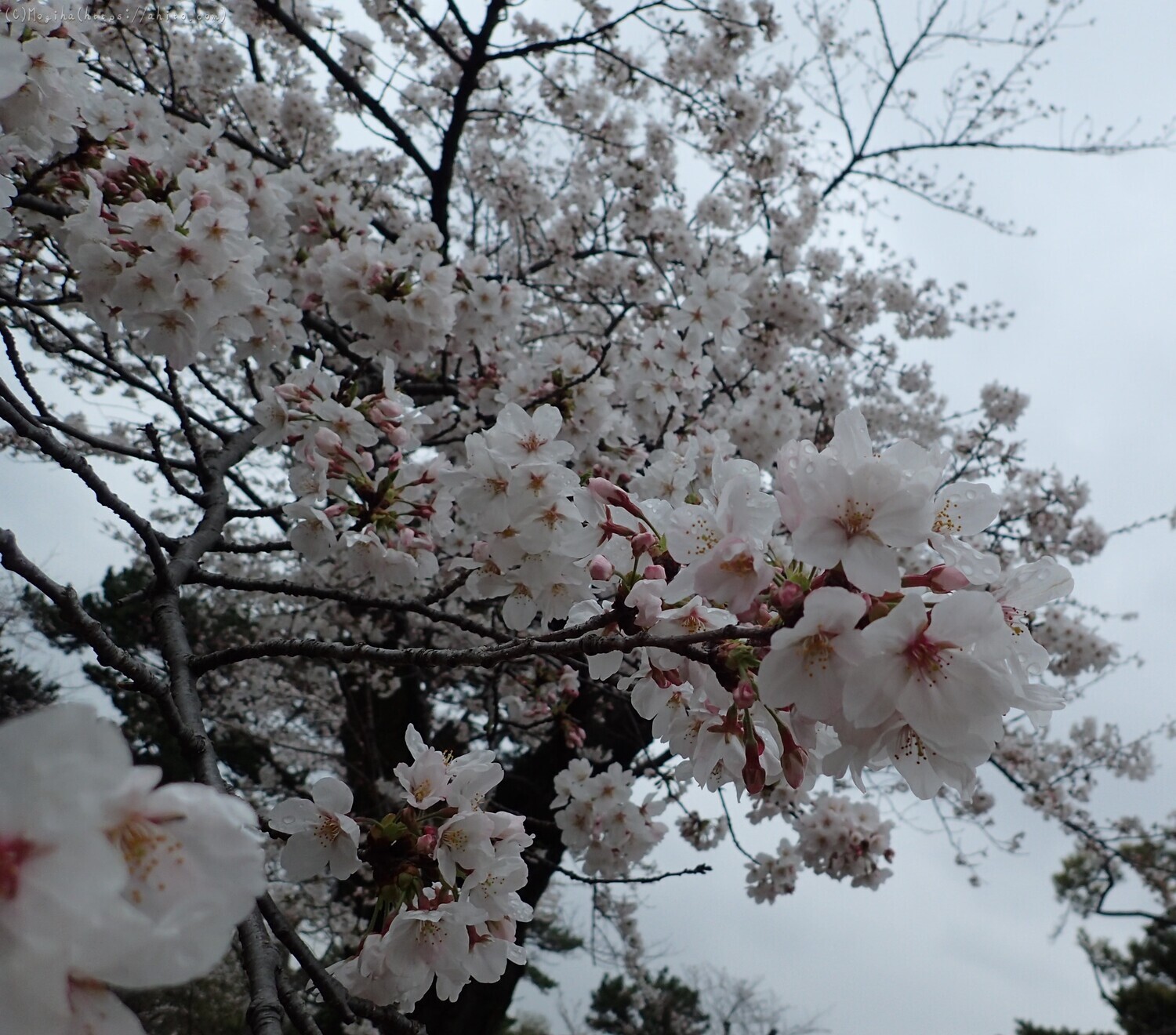 雨の中の桜 - 25