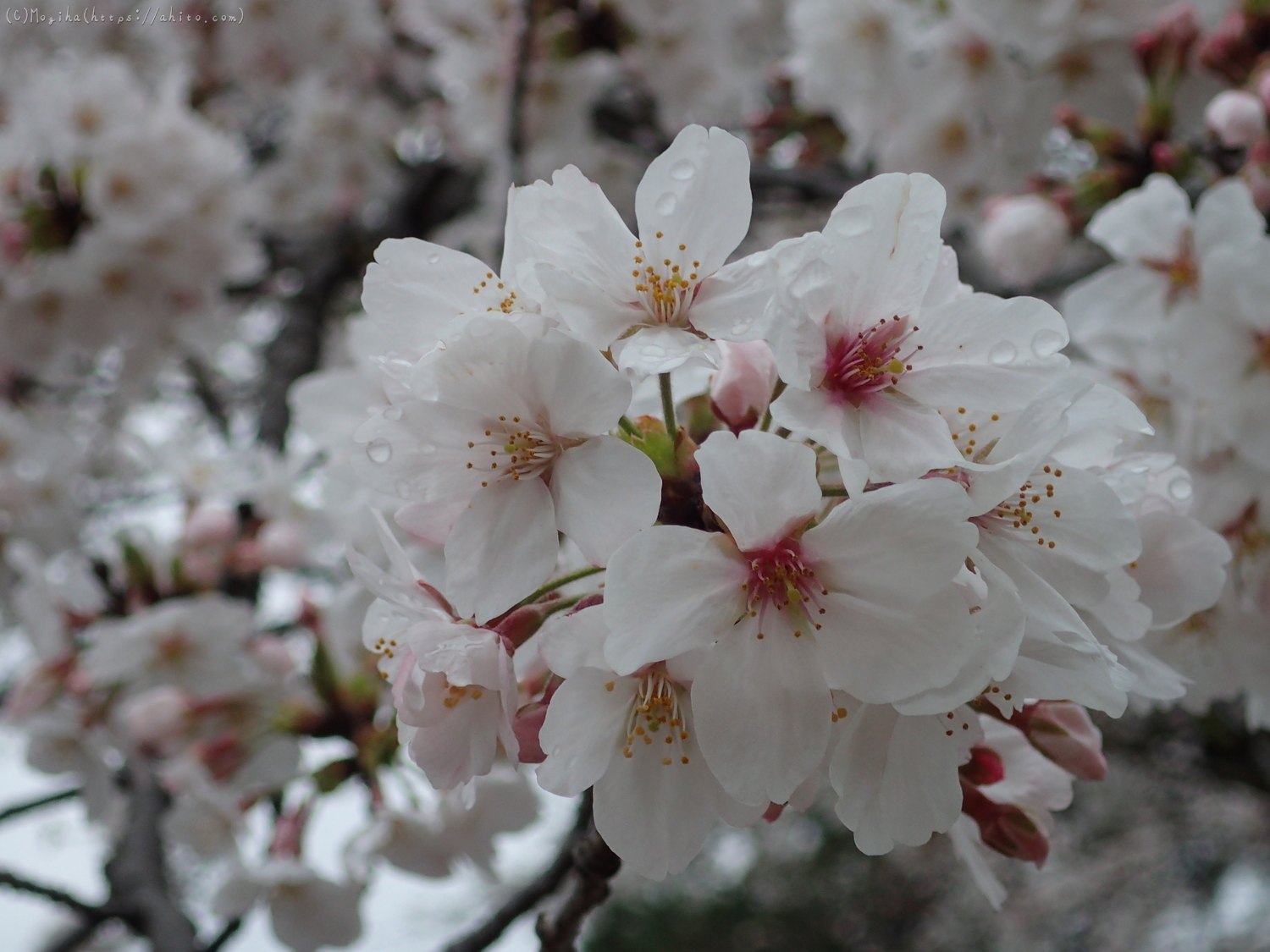 雨の中の桜 - 26