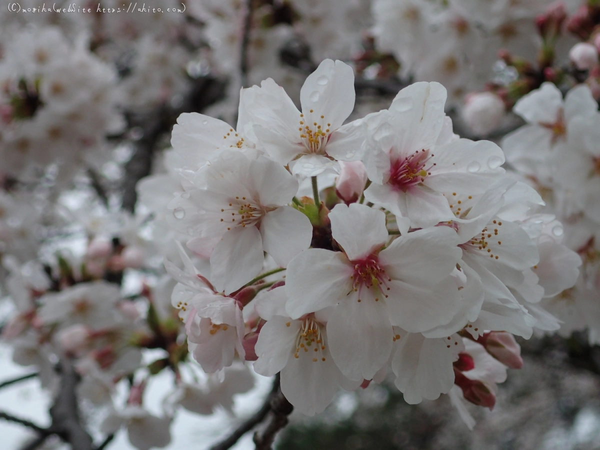 雨の中の桜 - 26