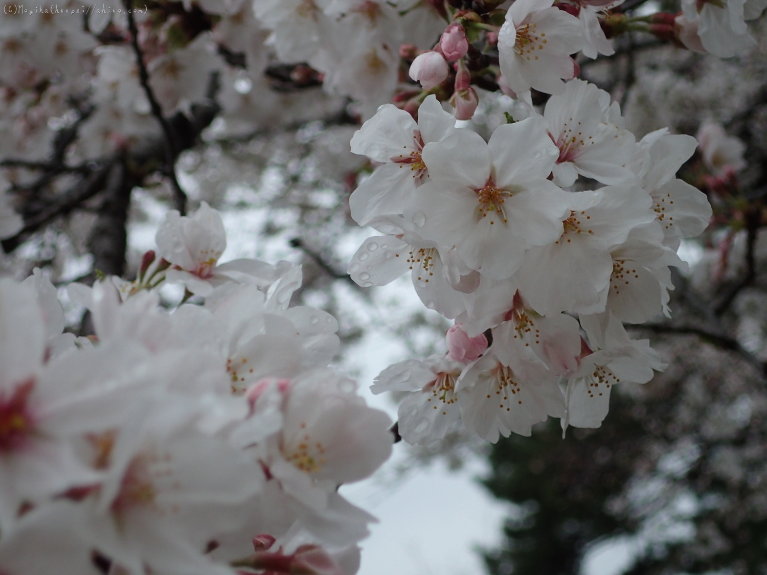 雨の中の桜 - 27
