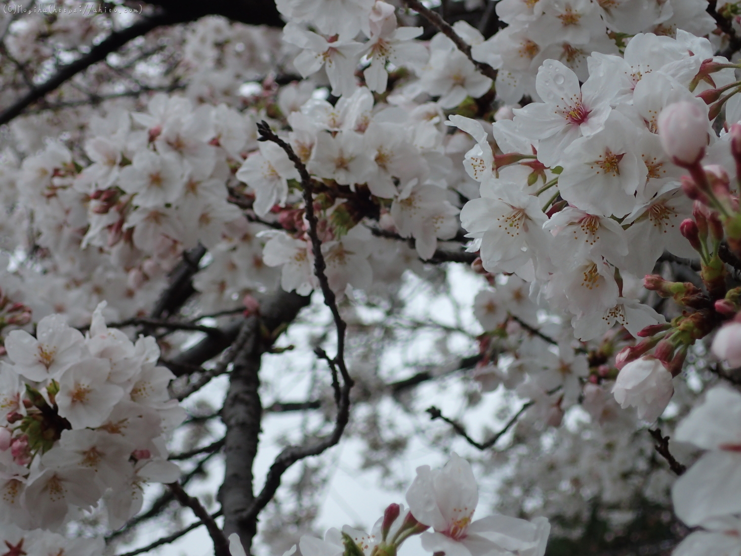 雨の中の桜 - 28