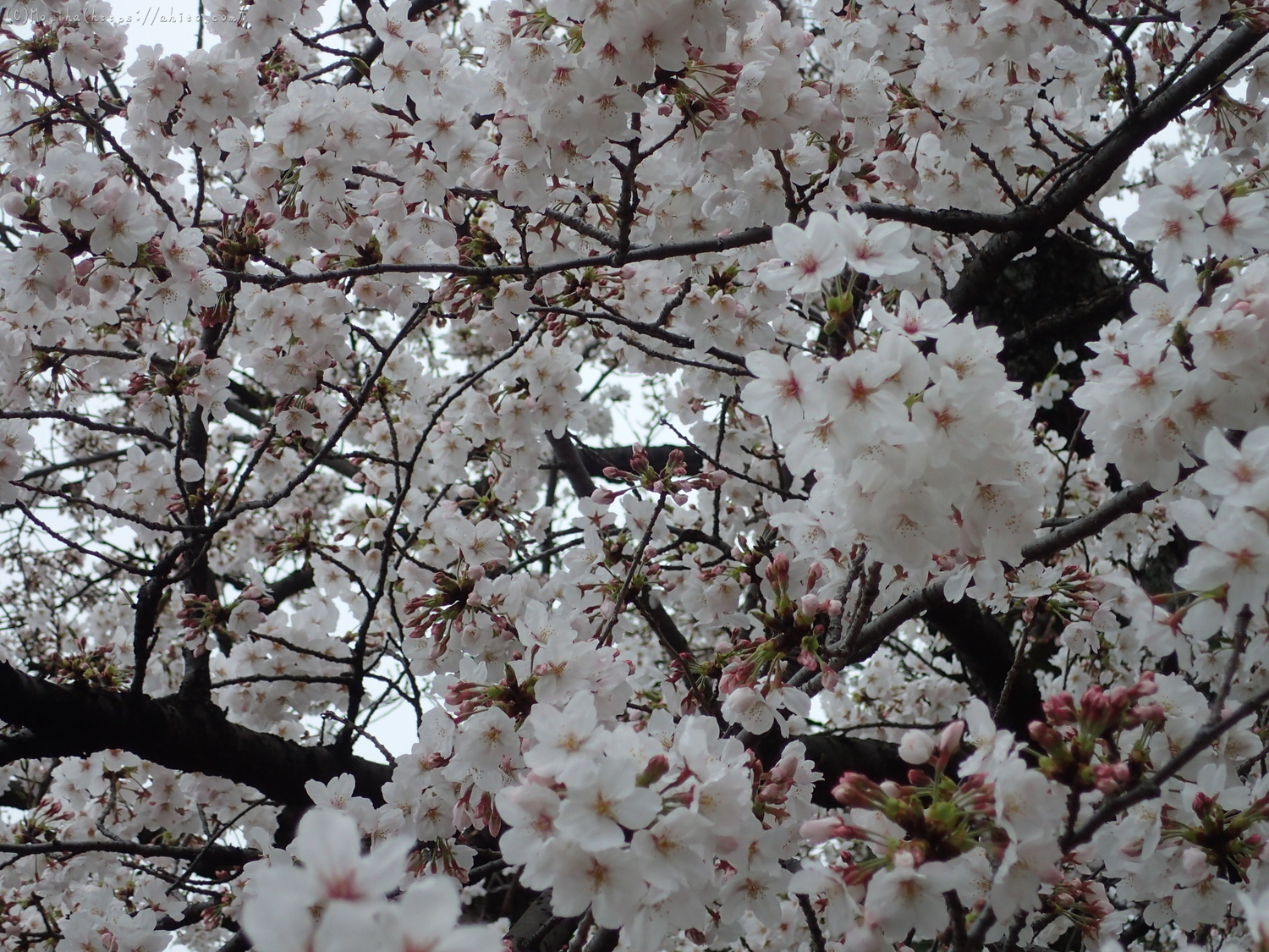 雨の中の桜 - 29