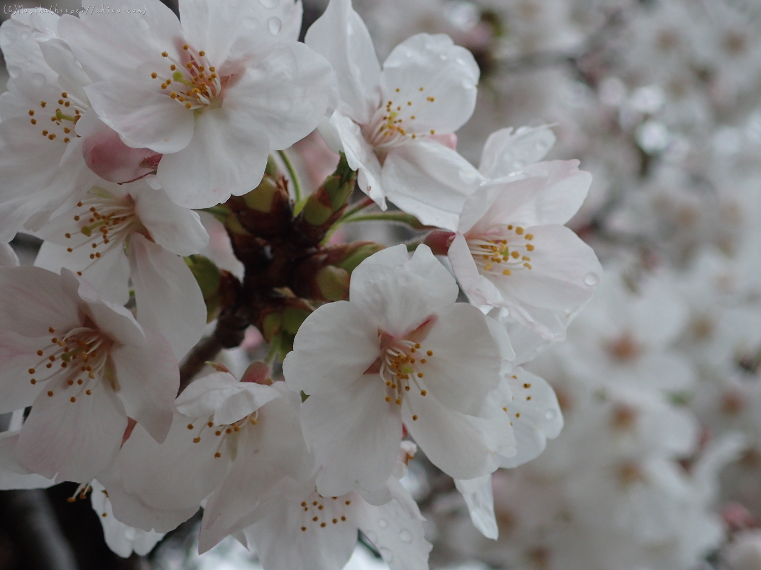 雨の中の桜 - 30