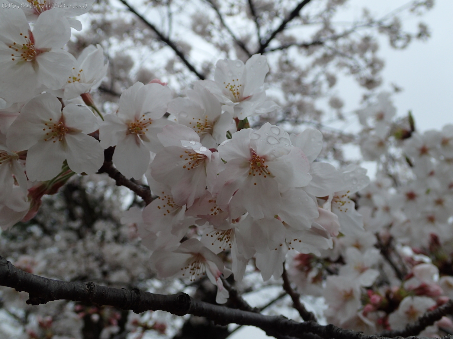 雨の中の桜 - 31