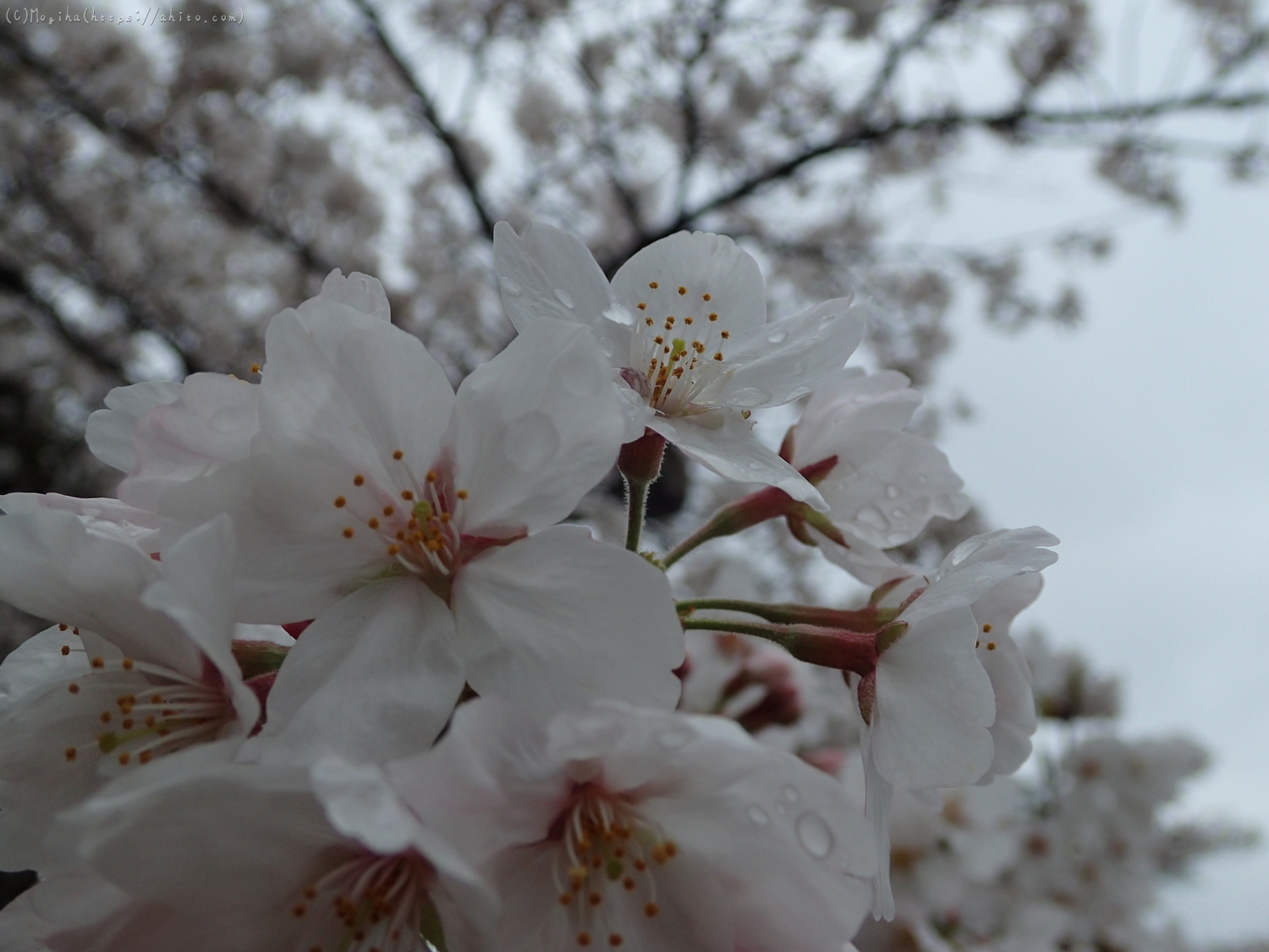 雨の中の桜 - 32