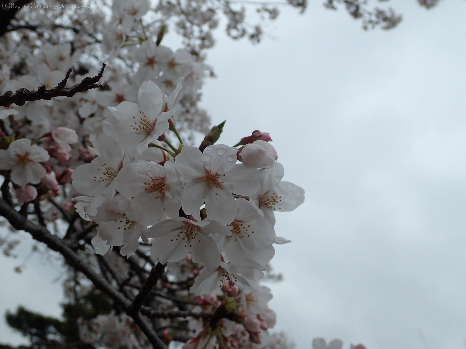雨の中の桜 - 33