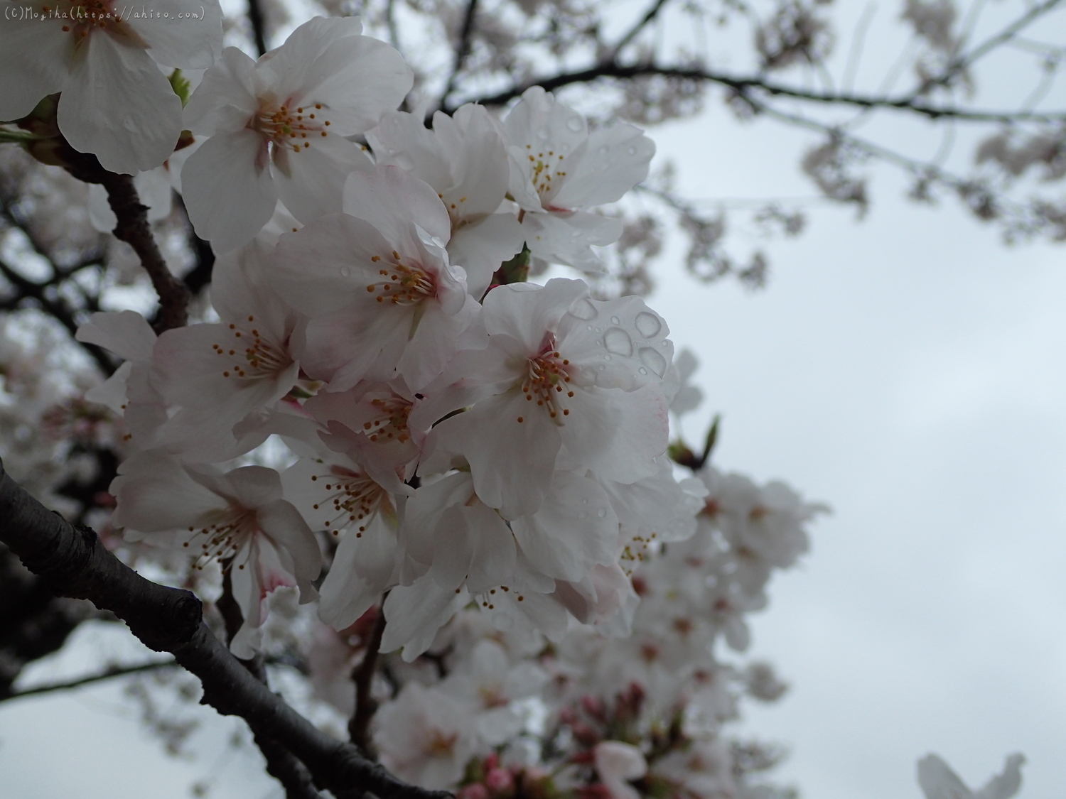雨の中の桜 - 34