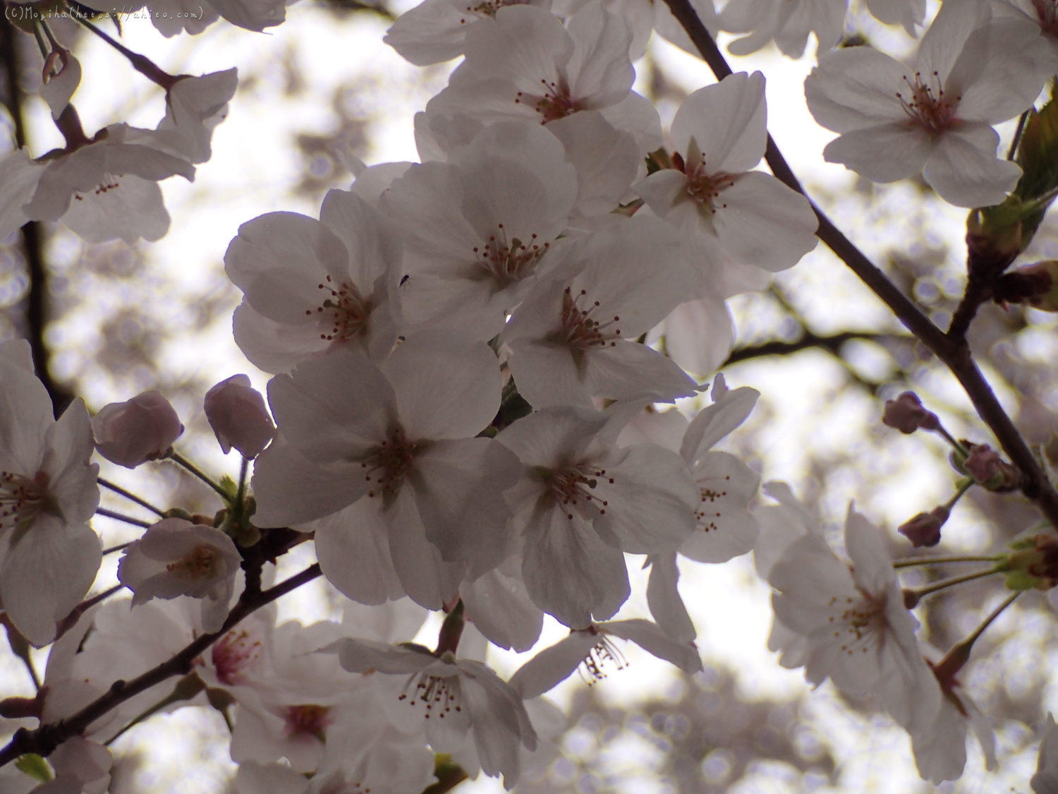 雨の中の桜 - 36