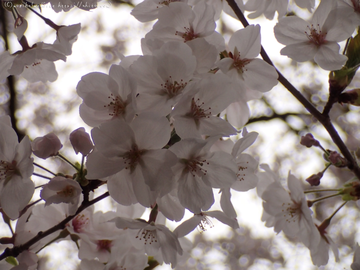 雨の中の桜 - 36