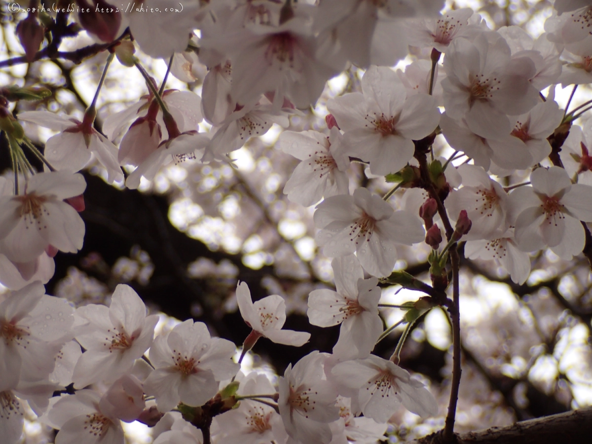 雨の中の桜 - 37