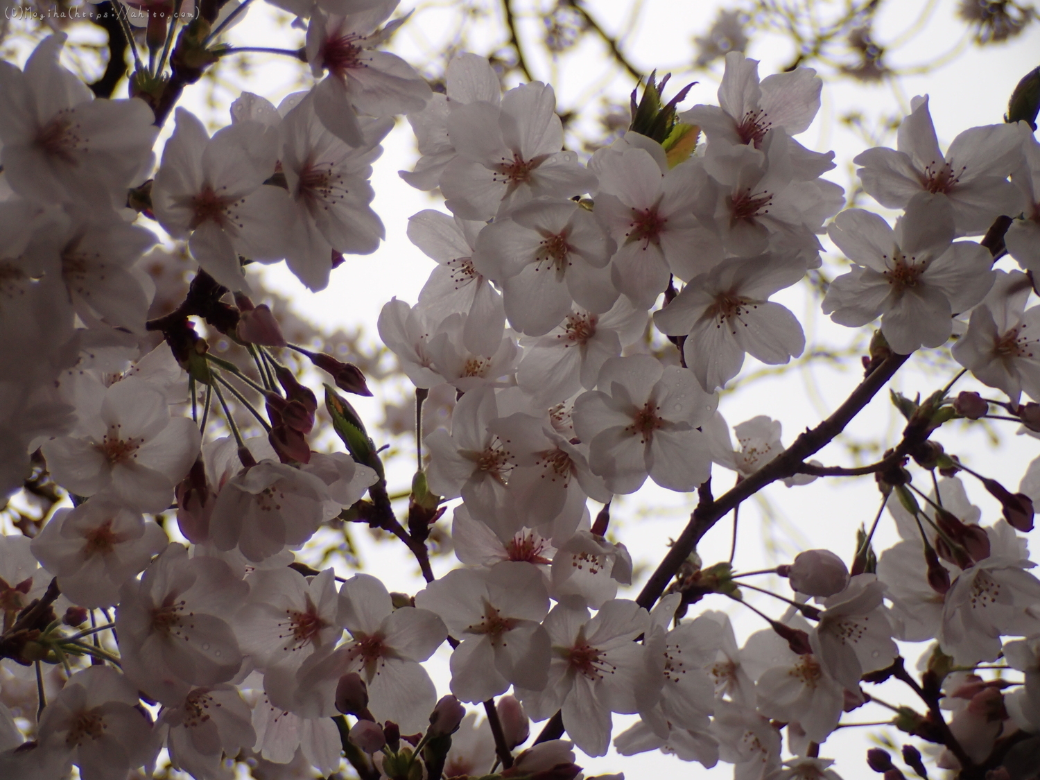 雨の中の桜 - 38