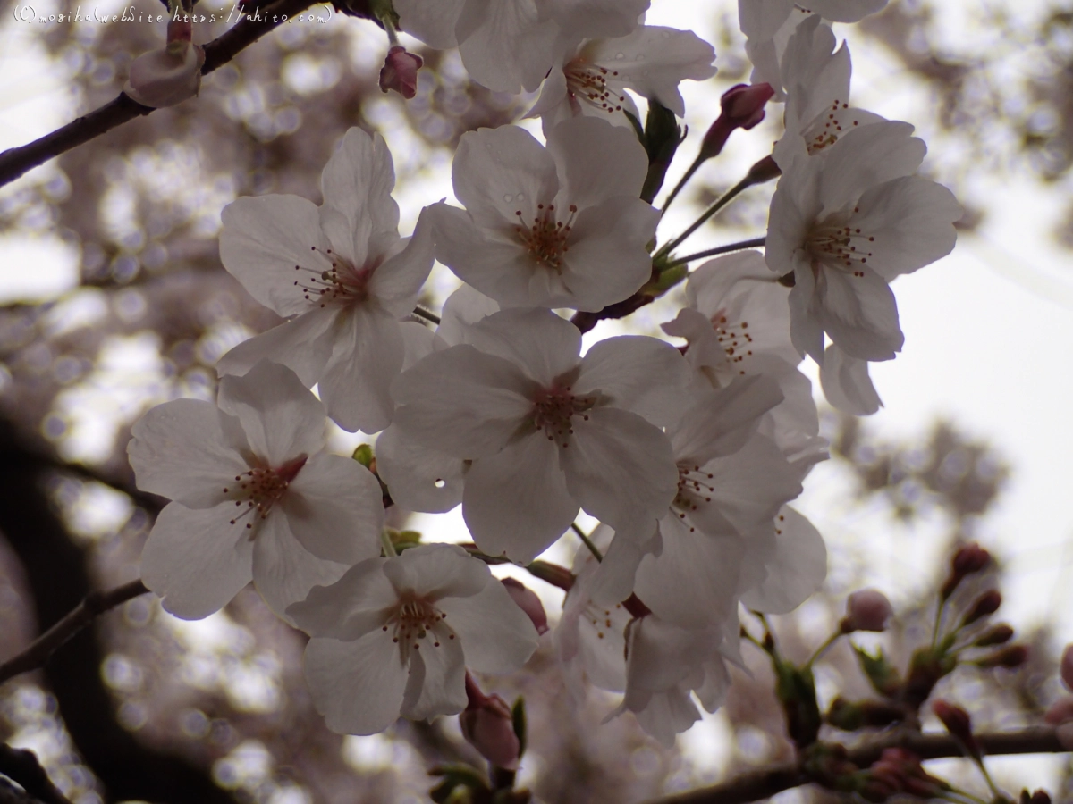 雨の中の桜 - 39