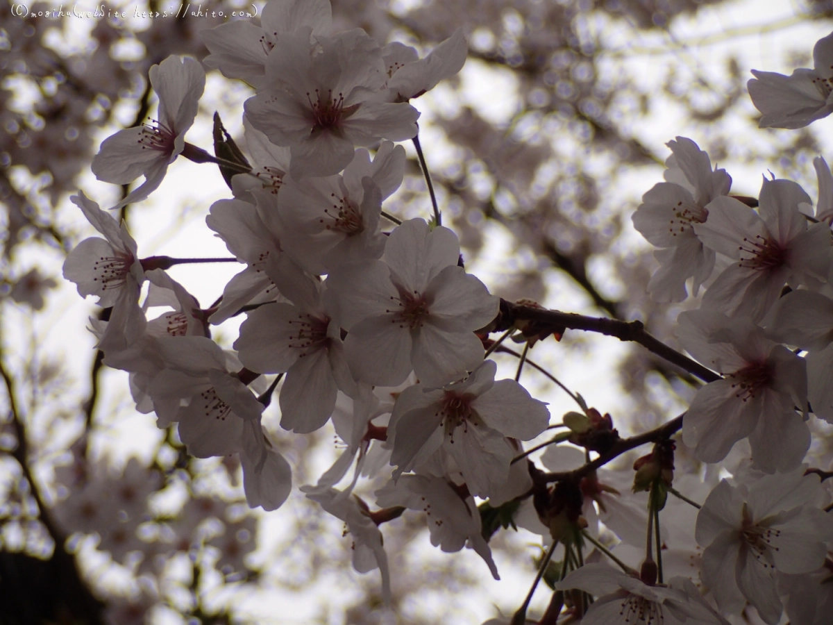 雨の中の桜 - 40