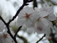 雨の中の桜