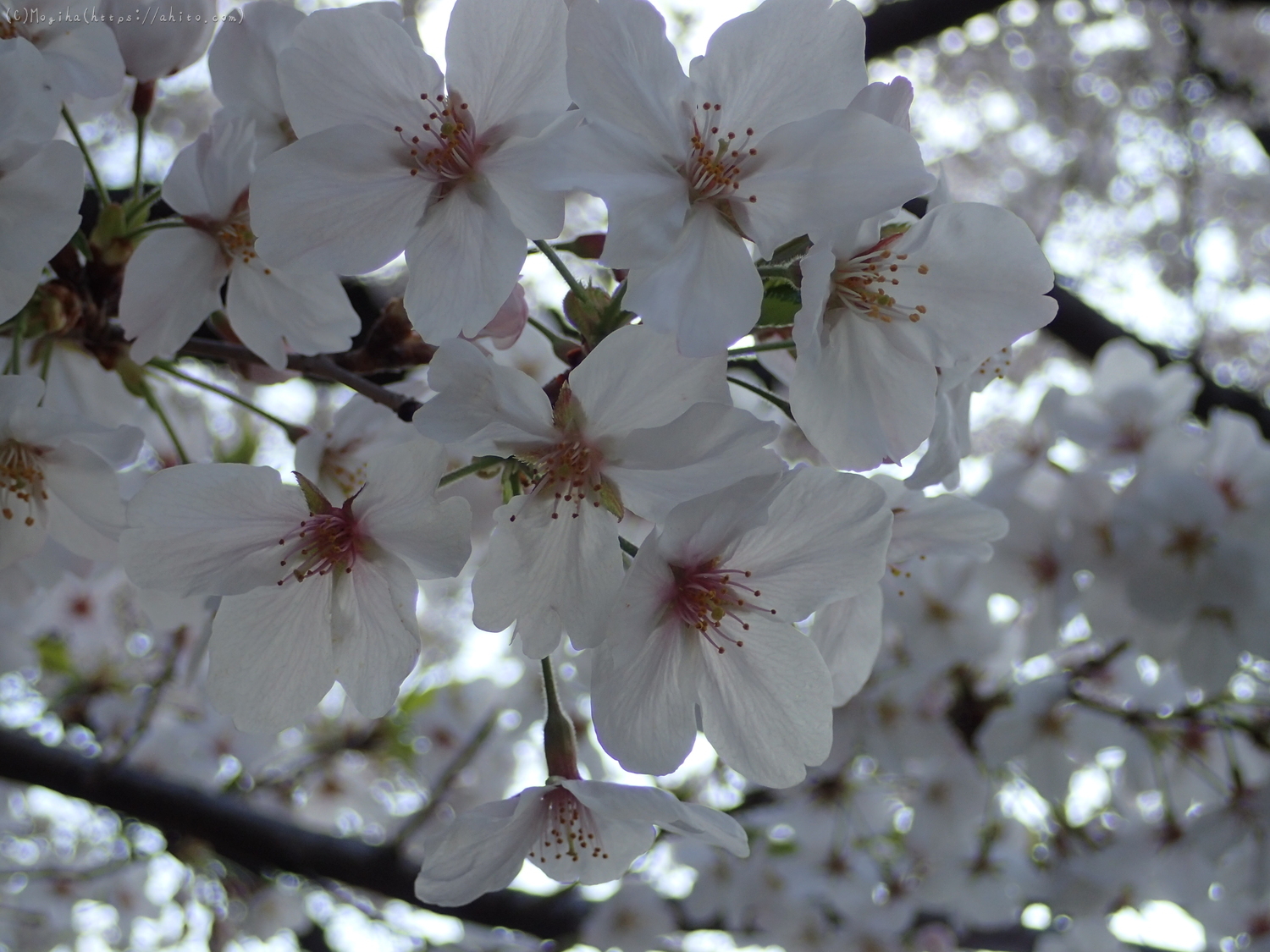 朝日の桜 - 01