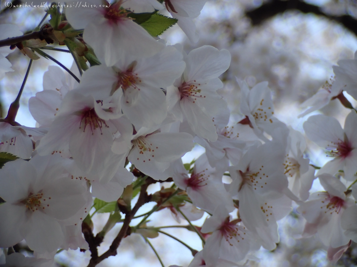 朝日の桜 - 03