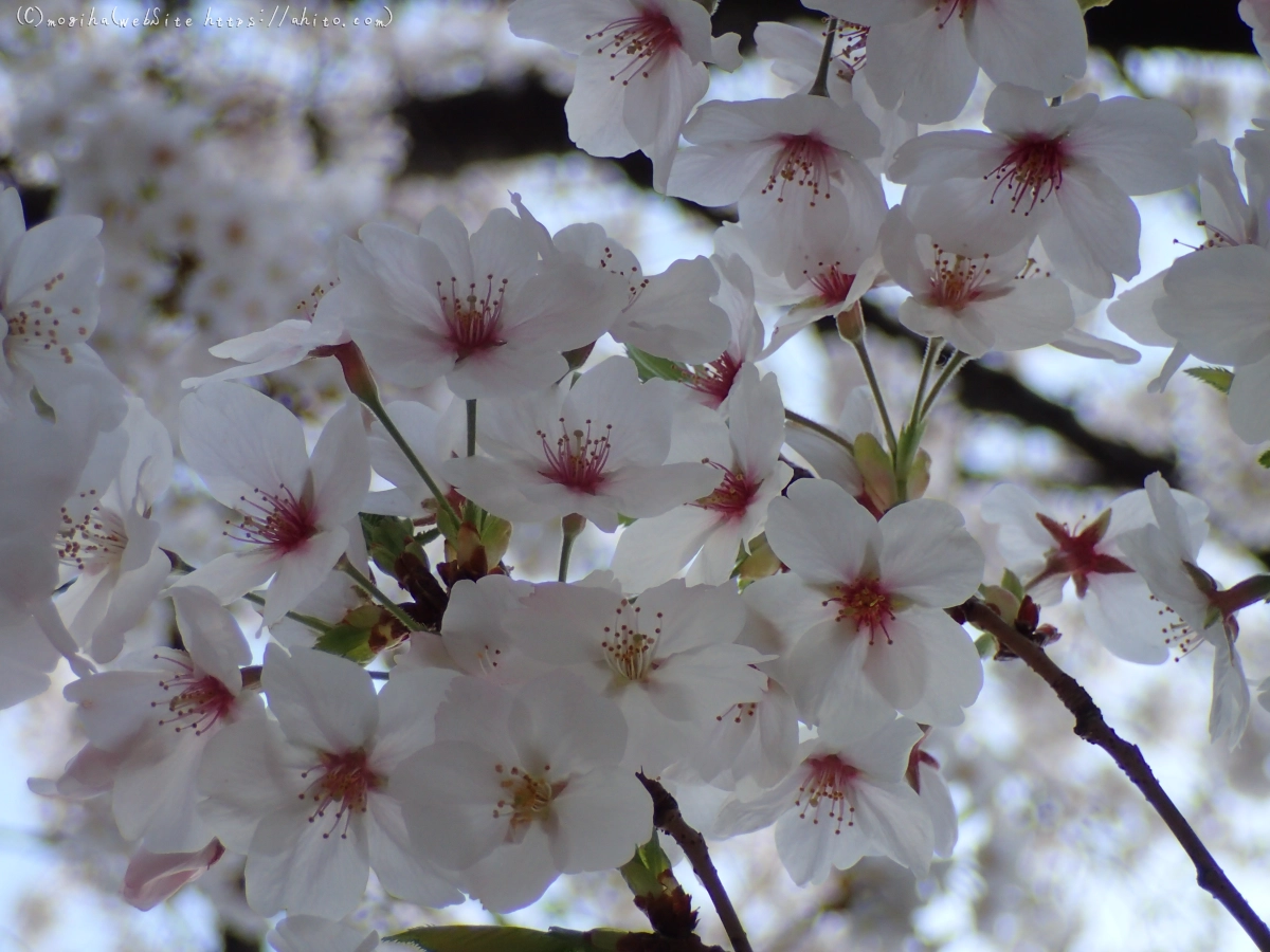 朝日の桜 - 04