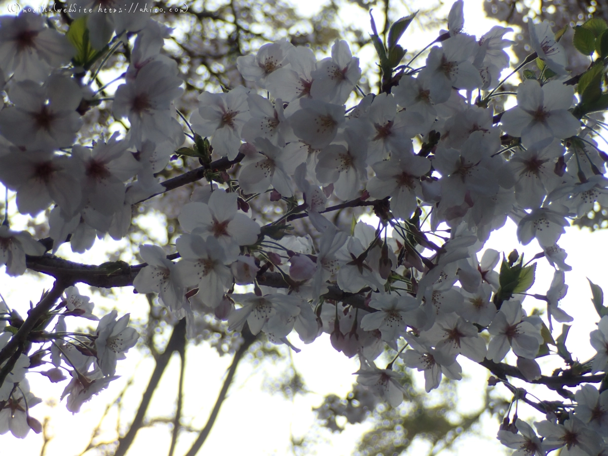 朝日の桜 - 05