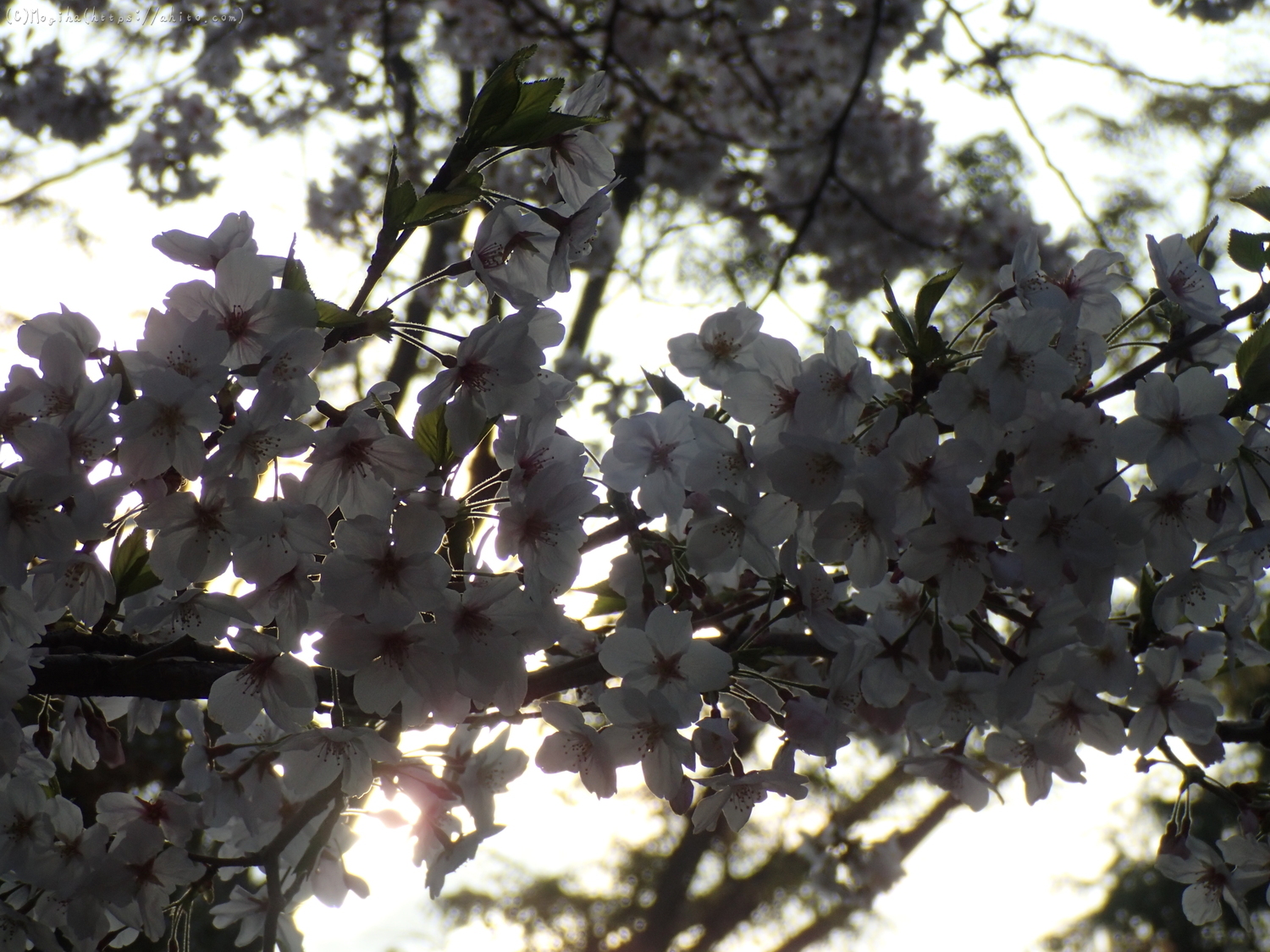 朝日の桜 - 06